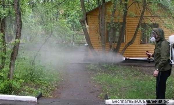 Обработка сада против болезней и вредителей