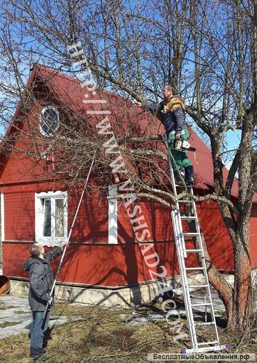 Обрезка плодовых деревьев и кустарников