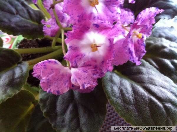 Фиалки сортовые и промышленные