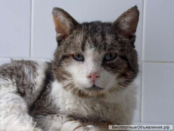 Котик Буба ищет хозяина