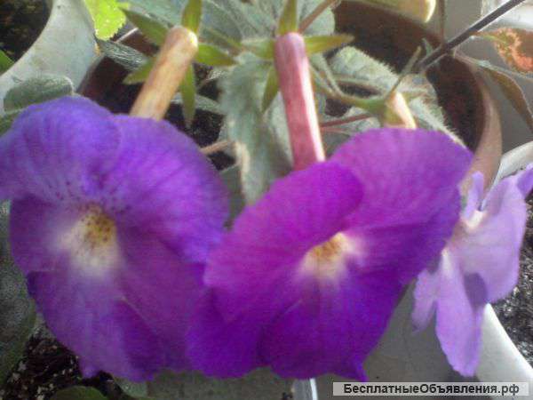 Ризомы ахименесов