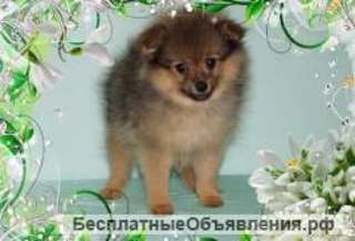 Щенки померанского щпица недорого