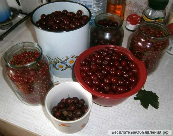 Огороженный садовый участок 6,6 соток