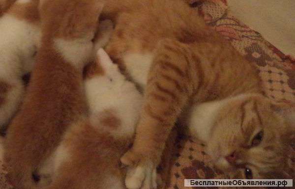 Котятки от умницы