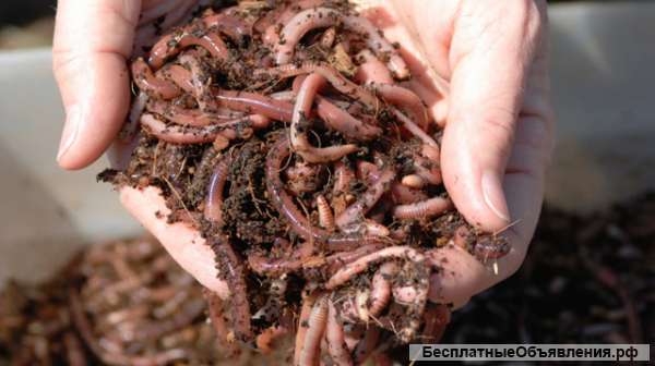 Калифорнийские черви для биогумуса