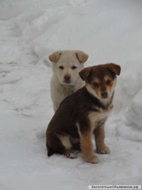 Отдам в добрые руки