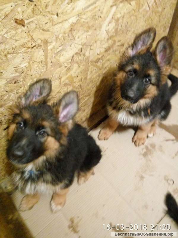Щенки немецкой овчарки