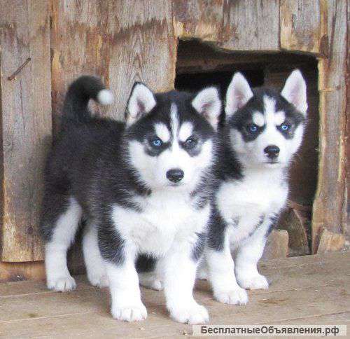 Щенки Хаски, от 6 нед, черно-белые и серо-белые (волчий тип)