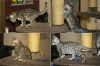 Ручные леопардовые котята Саванны Ф5