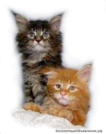 Котята мейн кун 1,5м