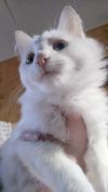 Белоснежный котенок Бейлис ищет дом