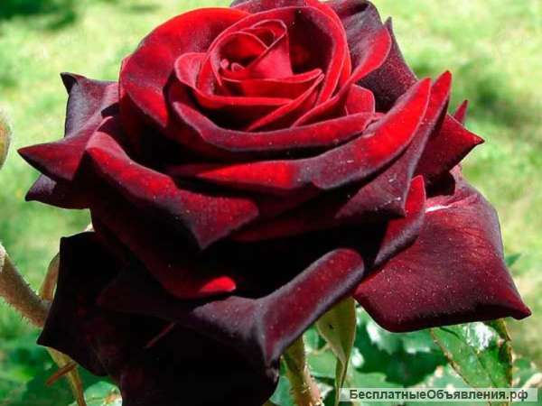 Требуется флорист