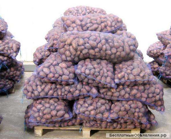 Картофель продовольственный (5+) оптом от производителя 14р/кг