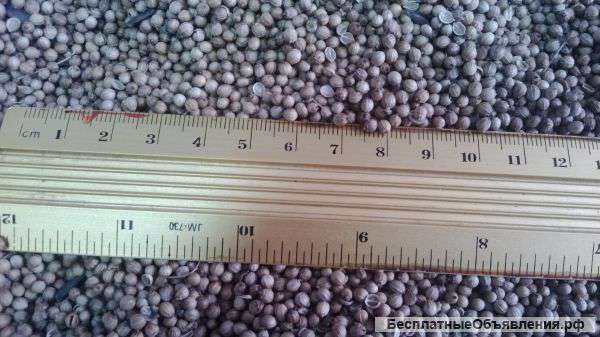 Продам кориандр – 150т. и лён – 500т.