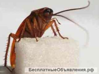 Дезинсекция высокого качества