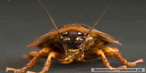 Уничтожение тараканов в Самаре с гарантией