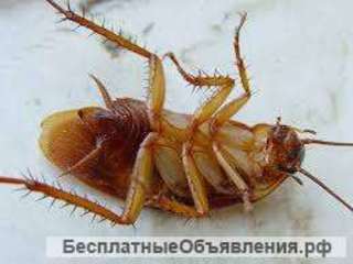 Морить насекомых и грызунов с гарантией