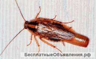 Дезинсекция, дератизация, дезинфекция