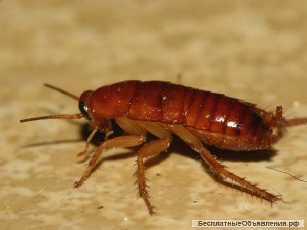 Уничтожение тараканов в Самаре и области