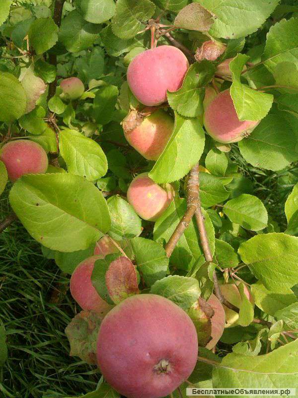 Саженцы плодово-ягодных культур