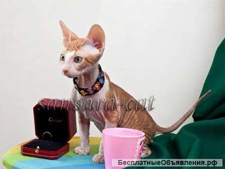 Донские сфинксы – котики