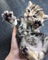 Шотландский мраморный котик