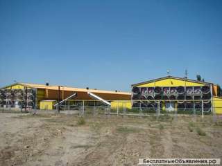 Действующия птицефабрика