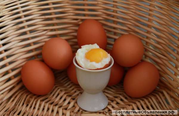 Яйцо куриное столовое и диетическое