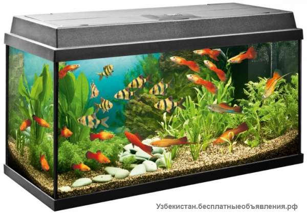 Очистка аквариума