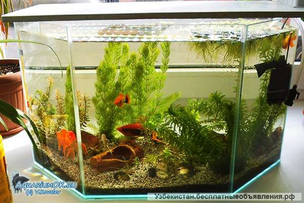 Очистка аквариума