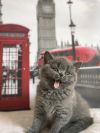 Британские котята иностранцы от Чемпиона Мира