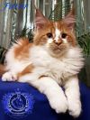 Котята Мейн Кун от Чемпиона Мира