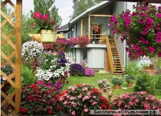 Цветы для сада и балкона