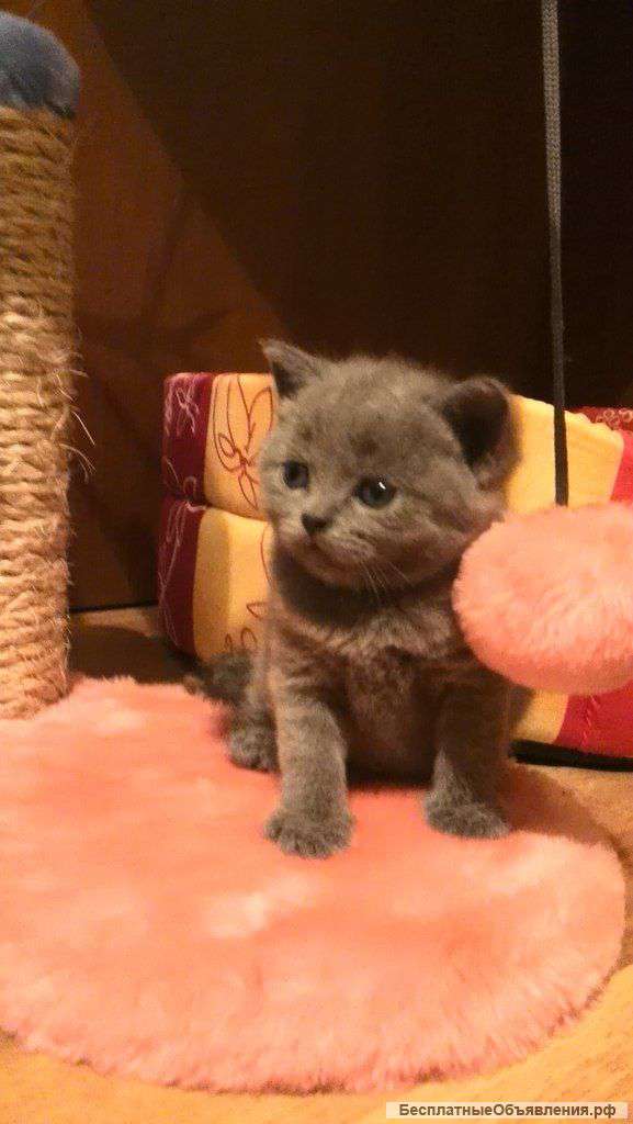 Банда мелких ищет дом