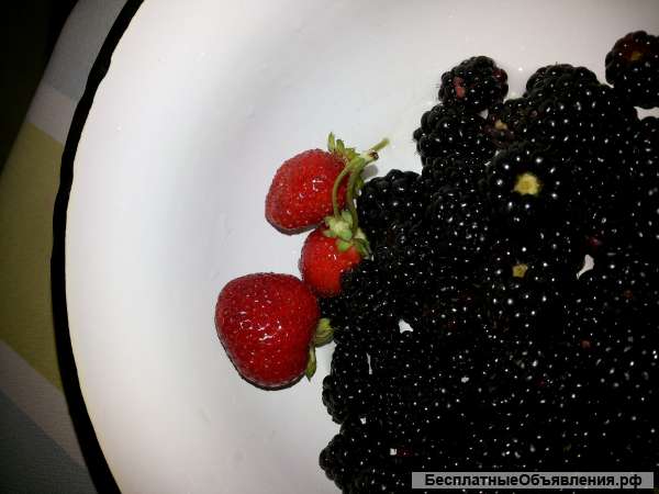 Саженцы ежевики, клубники, малины, смородины, крыжовника, калины, рябины, сирени, шиповника и