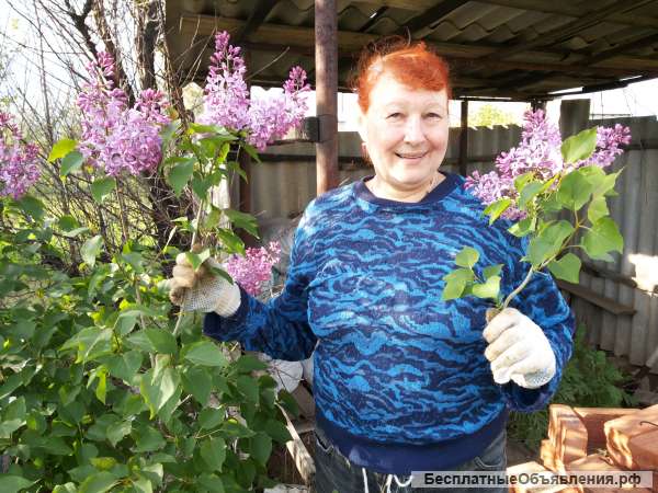 Саженцы ежевики, клубники, малины, смородины, крыжовника, калины, рябины, сирени, шиповника и