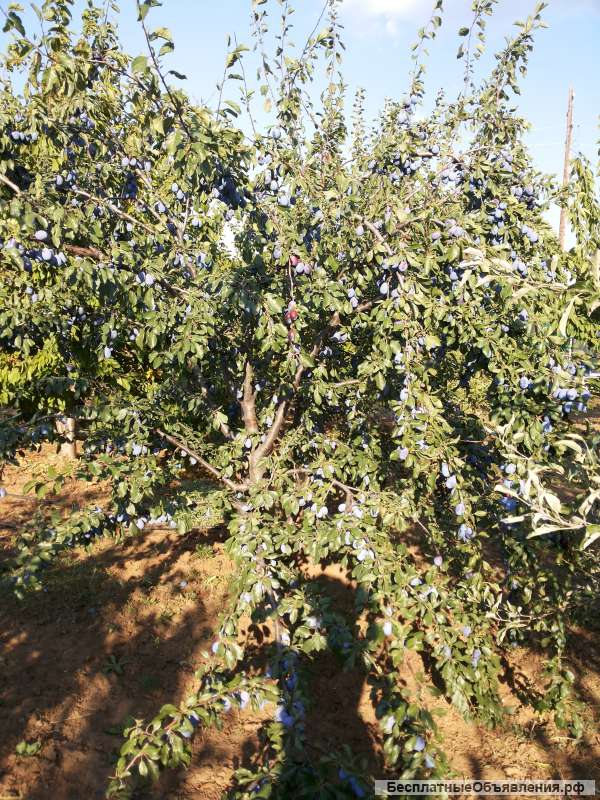 Саженцы ежевики, клубники, малины, смородины, крыжовника, калины, рябины, сирени, шиповника и