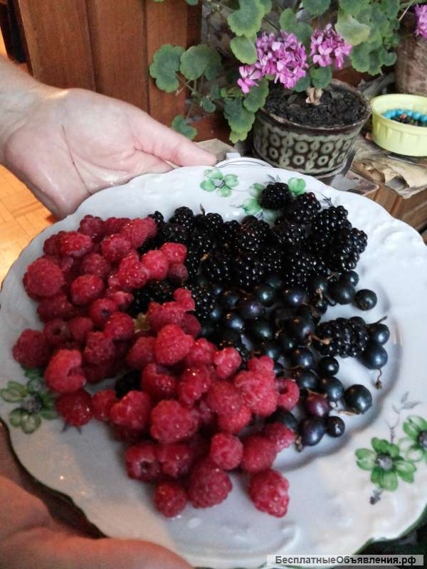 Саженцы ежевики, клубники, малины, смородины, крыжовника, калины, рябины, сирени, шиповника и