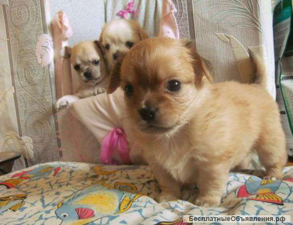 Очаровательные щеночки чихуахуа