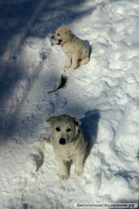 Щенки