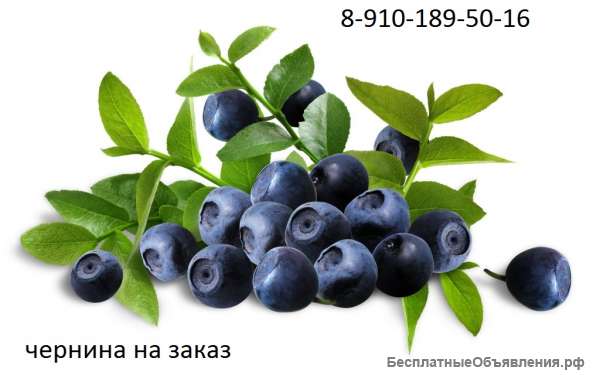 Черника