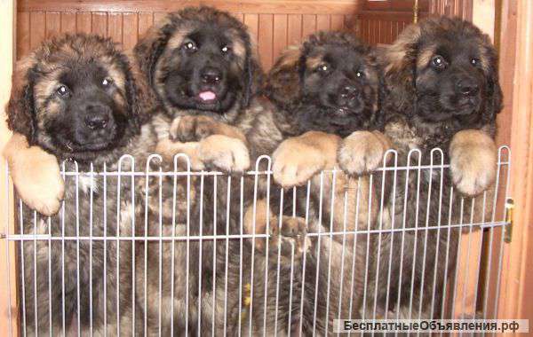 Щенки леонбергера