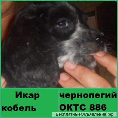 Русский охотничий спаниель