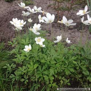 Анемона лесная