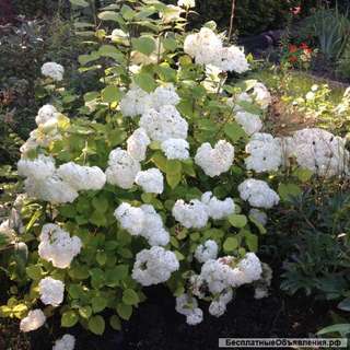 Гортензия Аннабель