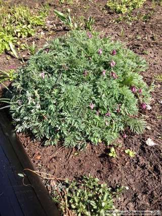 Дицентра красивая