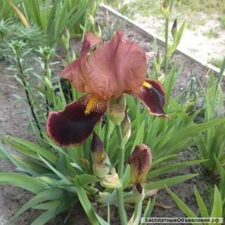 Ирис коричневый
