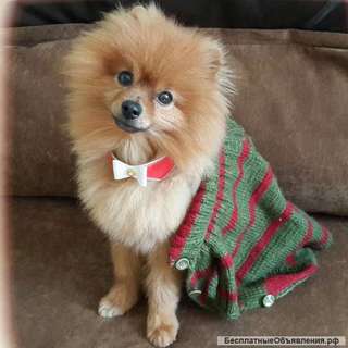 Стрижка собак и кошек