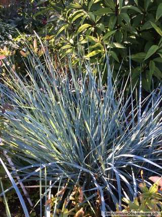 Декоративный злак