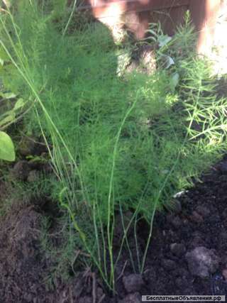 Спаржа для букета